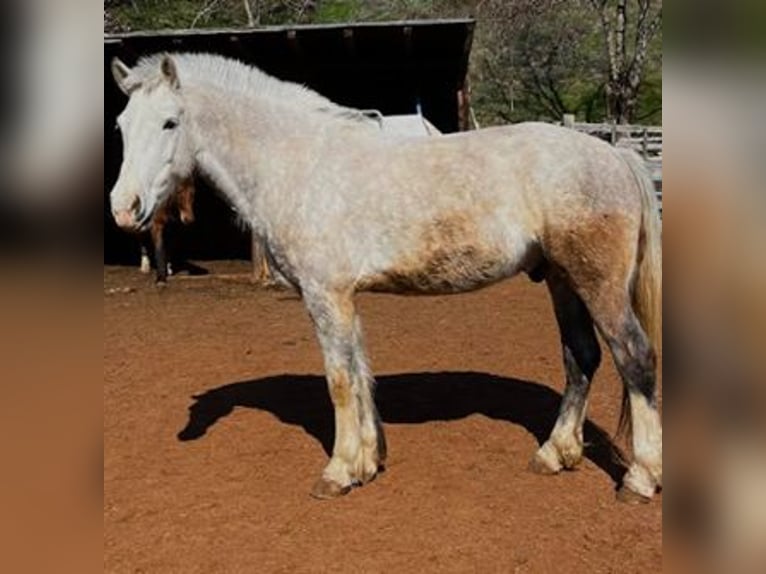 Franches-Montagnes Hongre 6 Ans 155 cm Blanc in Brig