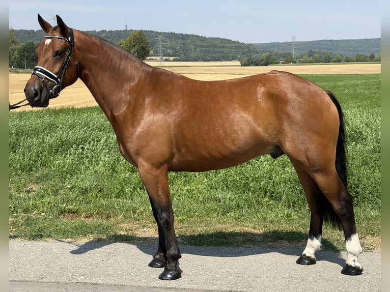 Franches-Montagnes Hongre 6 Ans 158 cm Bai in Riedlingen