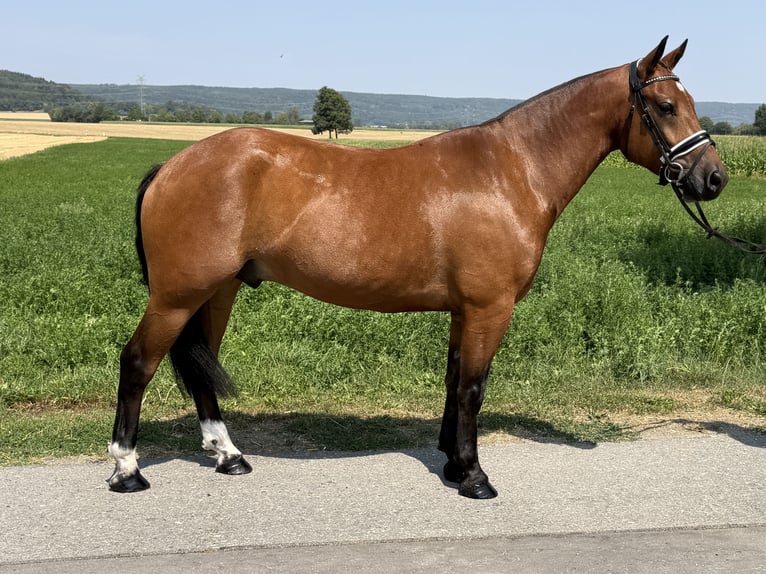 Franches-Montagnes Hongre 6 Ans 158 cm Bai in Riedlingen