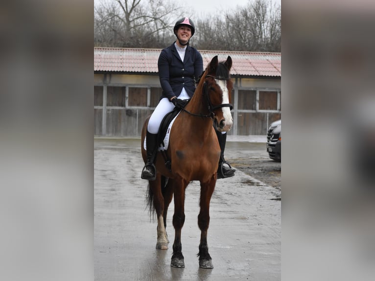 Franches-Montagnes Hongre 6 Ans 164 cm Bai in Nord Pas de Calais