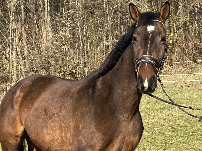 Franches-Montagnes Hongre 6 Ans 164 cm Bai in Ursensollen