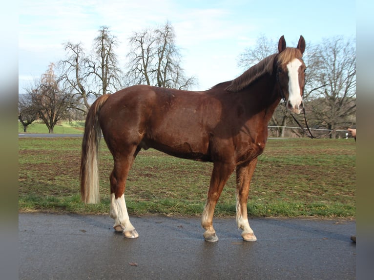 Franches-Montagnes Hongre 7 Ans 160 cm Alezan in Schönholzerswilen