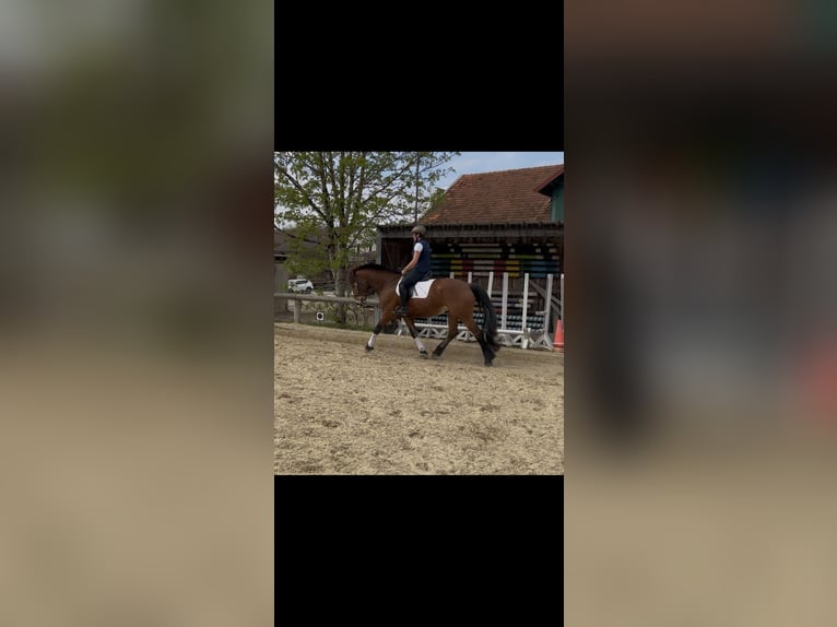 Franches-Montagnes Hongre 7 Ans 161 cm Bai in Gerolsbach
