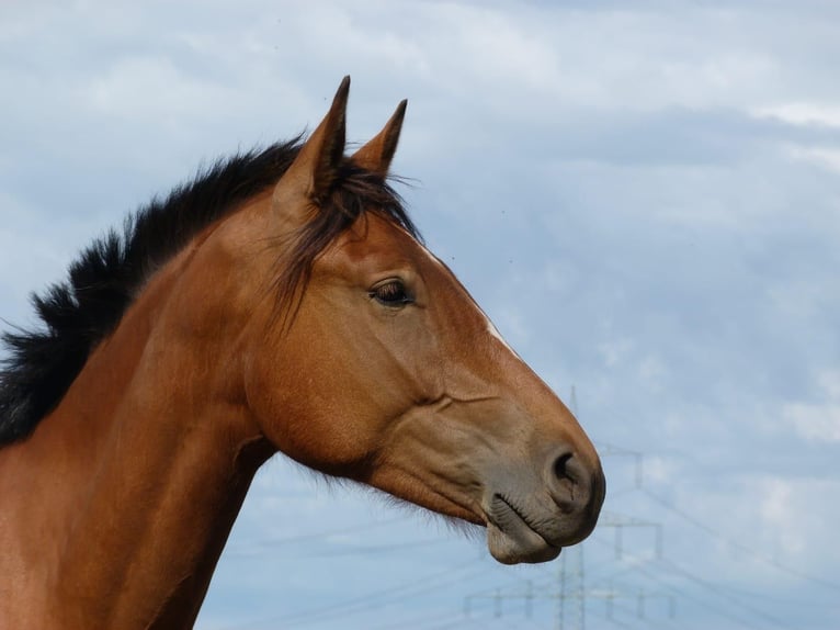 Franches-Montagnes Hongre 7 Ans 169 cm Bai in Nieder-Olm