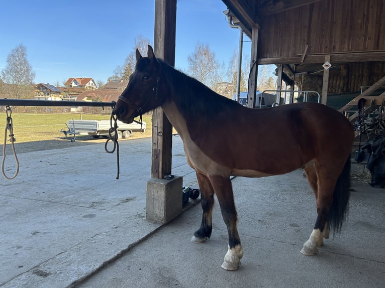 Franches-Montagnes Hongre 8 Ans 158 cm Bai in Hasle b. B
