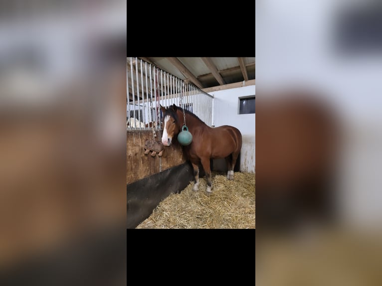 Franches-Montagnes Hongre 8 Ans 160 cm Bai in Limburg an der Lahn