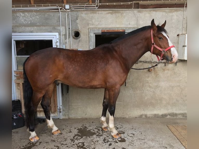 Franches-Montagnes Hongre 8 Ans 165 cm Bai brun in Thierachern