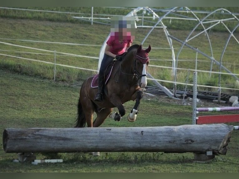 Franches-Montagnes Hongre 8 Ans 165 cm Bai brun in Thierachern