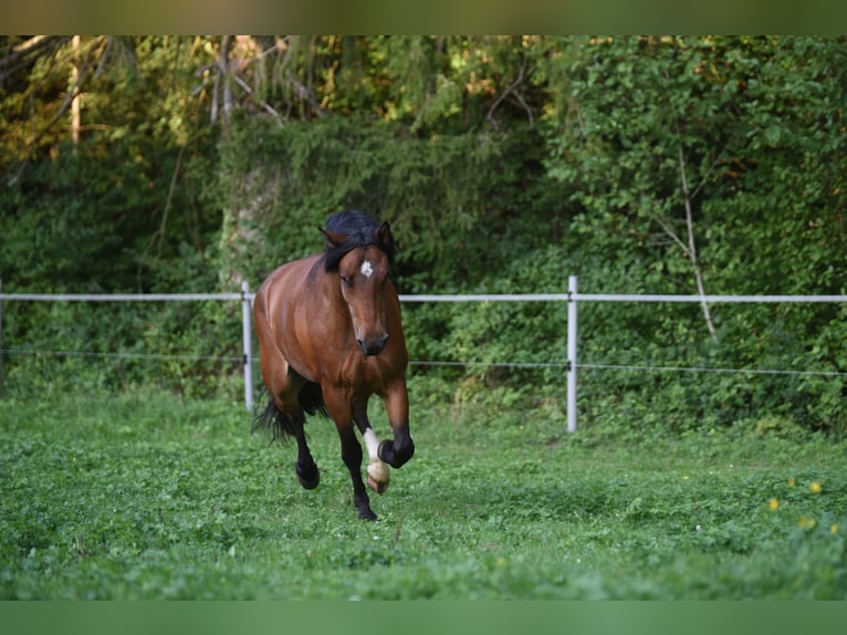 Franches-Montagnes Hongre 8 Ans 167 cm Bai in Wiesendangen