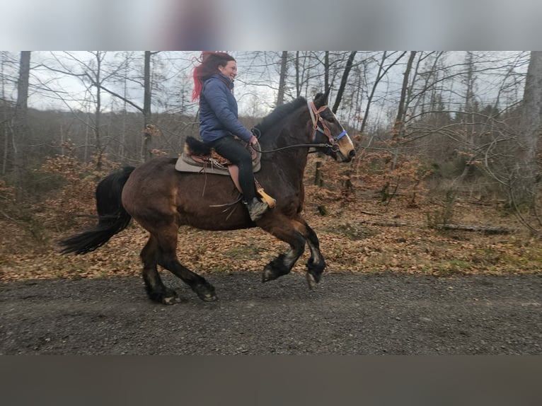 Franches-Montagnes Croisé Hongre 9 Ans 157 cm Bai in Linkenbach