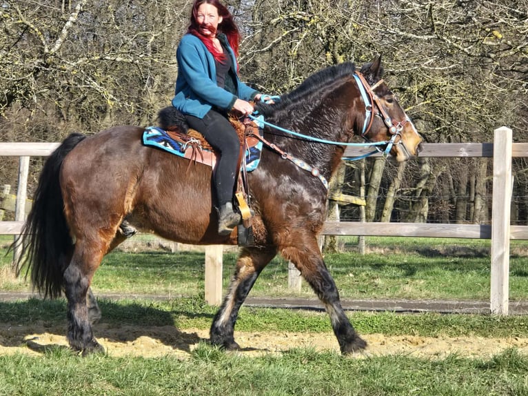 Franches-Montagnes Croisé Hongre 9 Ans 157 cm Bai in Linkenbach