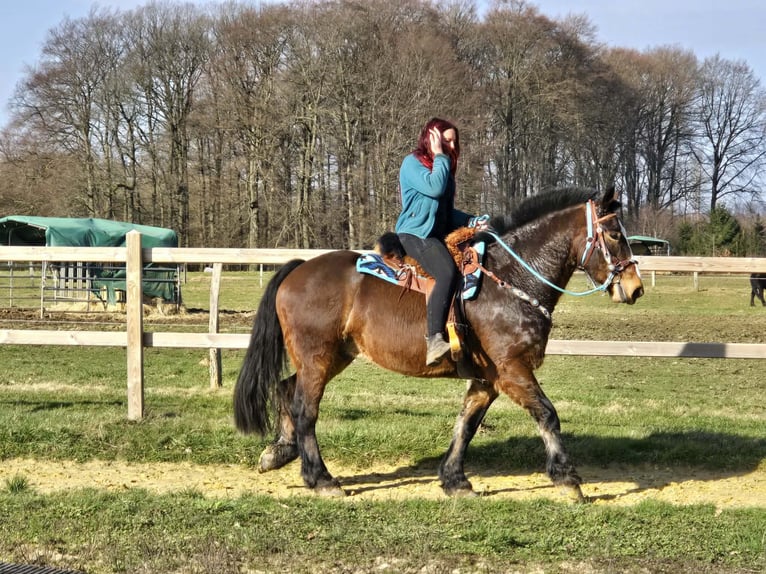 Franches-Montagnes Croisé Hongre 9 Ans 157 cm Bai in Linkenbach