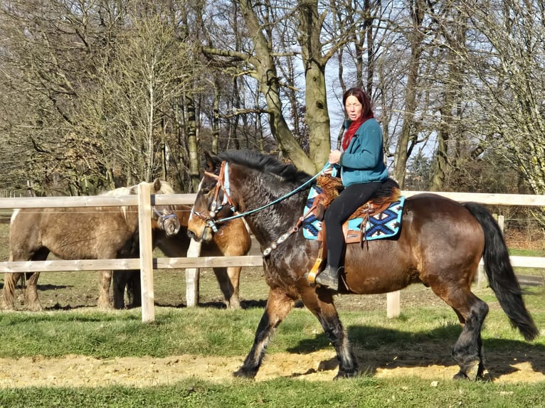 Franches-Montagnes Croisé Hongre 9 Ans 157 cm Bai in Linkenbach