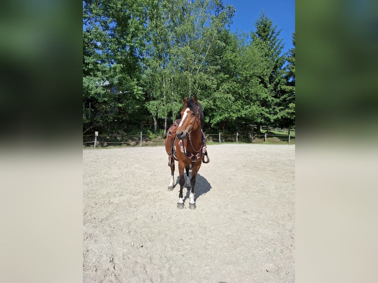 Franches-Montagnes Jument 10 Ans 155 cm Bai in K&#xF6;nigswiesen