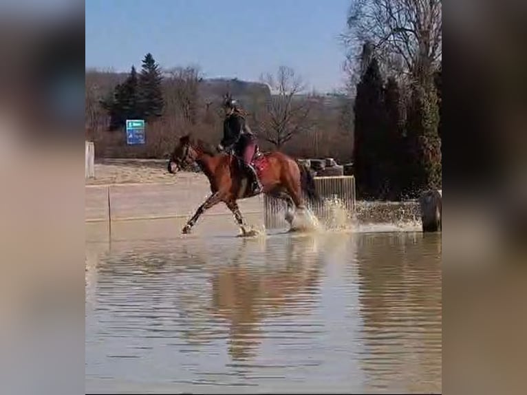 Franches-Montagnes Jument 10 Ans 155 cm Bai in Olst