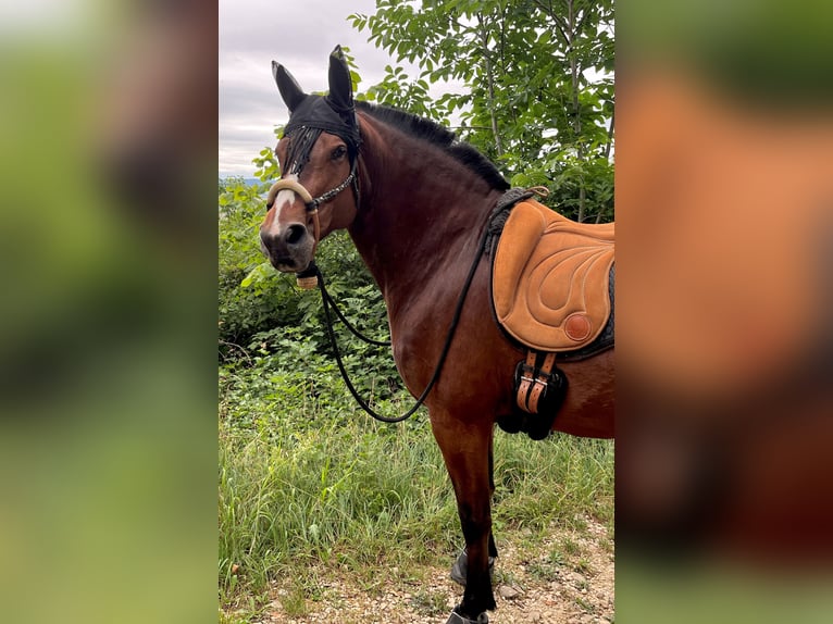 Franches-Montagnes Jument 10 Ans 156 cm Bai brun in Muttenz