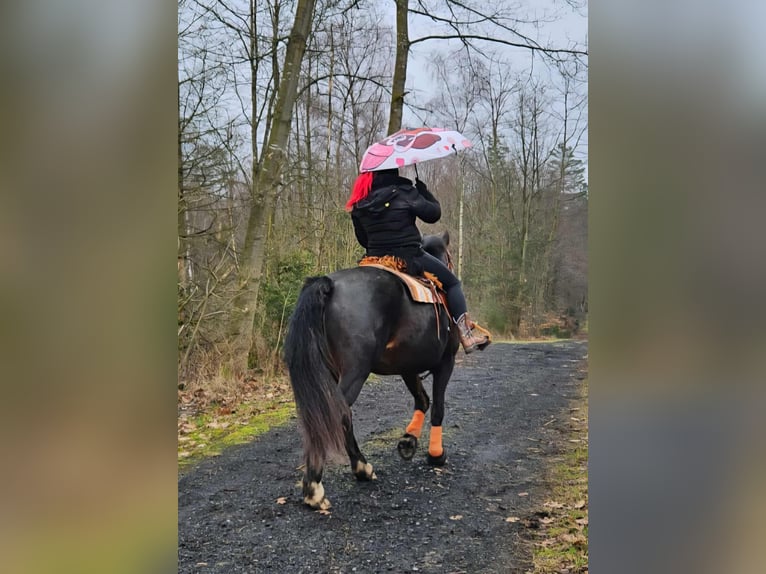 Franches-Montagnes Jument 10 Ans 160 cm Bai brun in Linkenbach