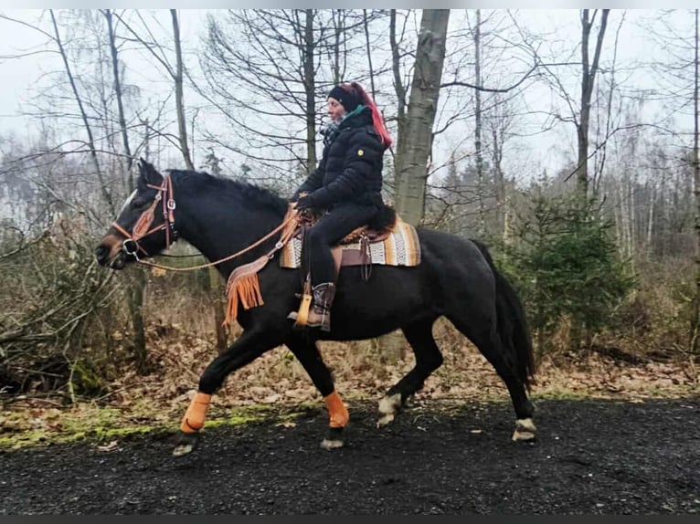 Franches-Montagnes Jument 10 Ans 160 cm Bai brun in Linkenbach