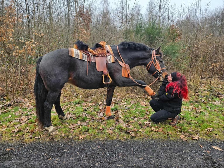 Franches-Montagnes Jument 10 Ans 160 cm  in Linkenbach