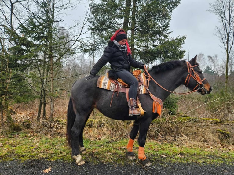 Franches-Montagnes Jument 10 Ans 160 cm  in Linkenbach
