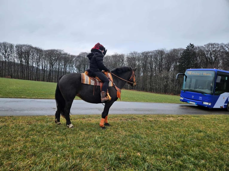 Franches-Montagnes Jument 10 Ans 160 cm  in Linkenbach