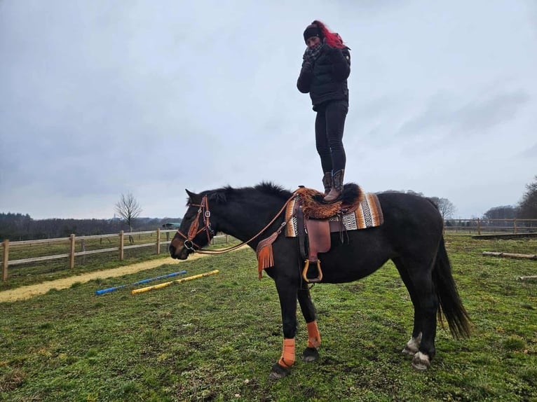 Franches-Montagnes Jument 10 Ans 160 cm  in Linkenbach