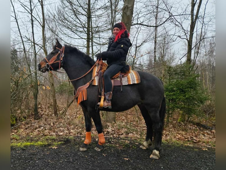 Franches-Montagnes Jument 10 Ans 160 cm  in Linkenbach