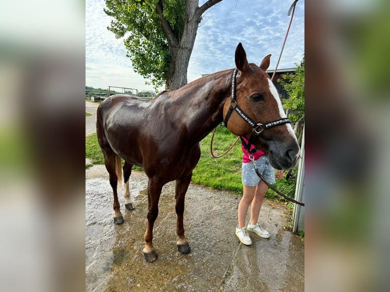 Franches-Montagnes Jument 10 Ans 168 cm Alezan in Stockach