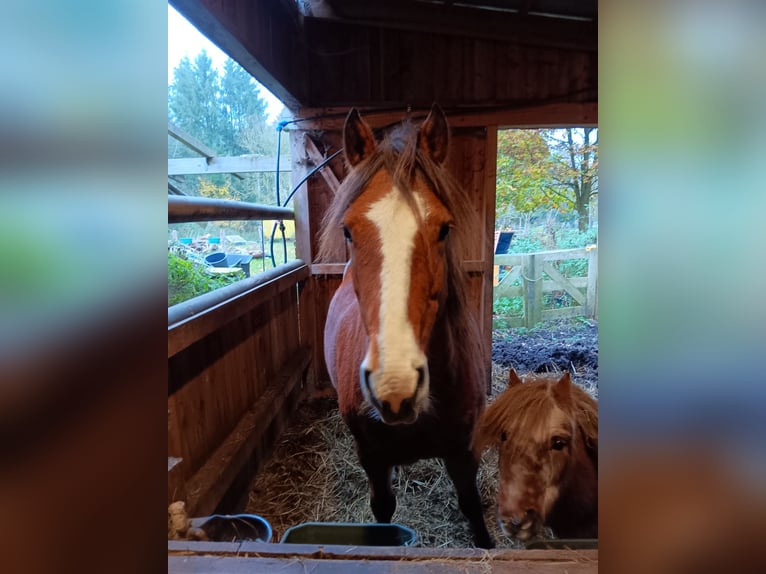 Franches-Montagnes Jument 11 Ans 153 cm Alezan in Bülstedt