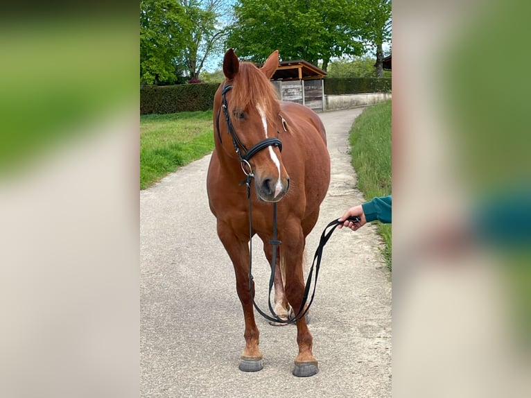 Franches-Montagnes Croisé Jument 11 Ans 156 cm Alezan in Winden im Elztal