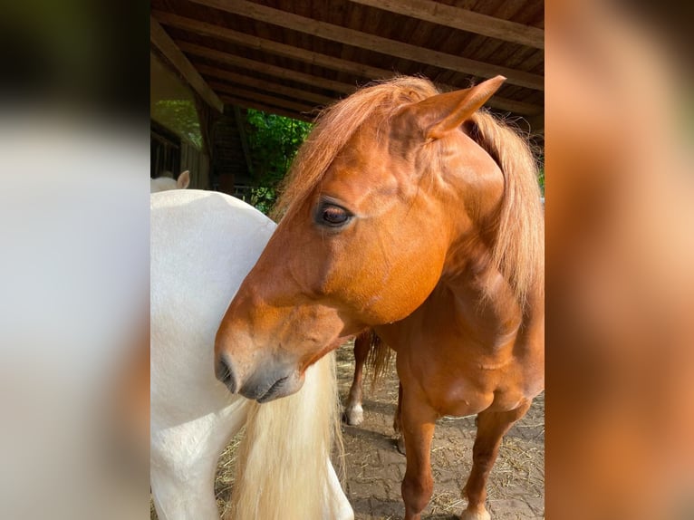 Franches-Montagnes Croisé Jument 11 Ans 156 cm Alezan in Winden im Elztal