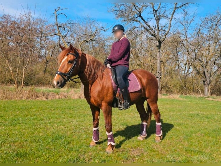 Franches-Montagnes Croisé Jument 11 Ans 156 cm Alezan in Winden im Elztal