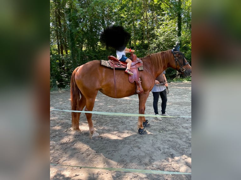 Franches-Montagnes Croisé Jument 11 Ans 156 cm Alezan in Winden im Elztal