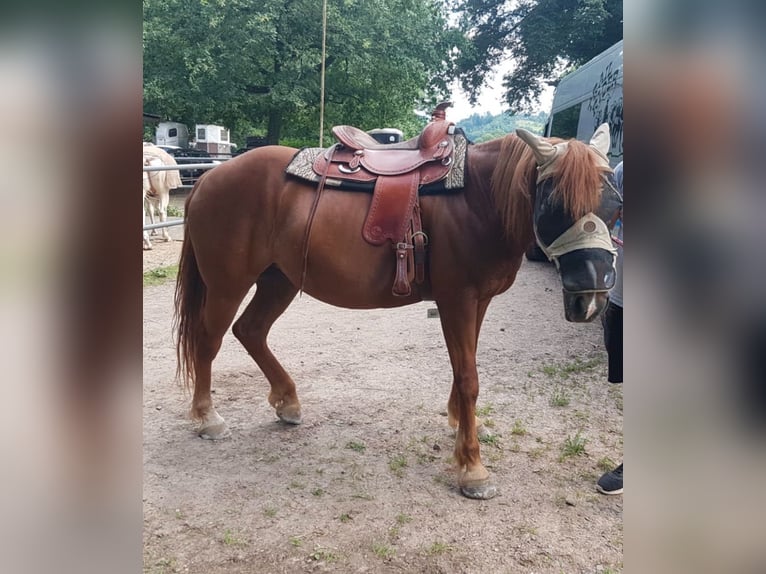 Franches-Montagnes Croisé Jument 11 Ans 156 cm Alezan in Winden im Elztal