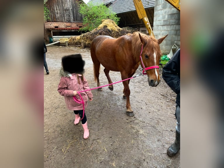 Franches-Montagnes Croisé Jument 11 Ans 156 cm Alezan in Winden im Elztal