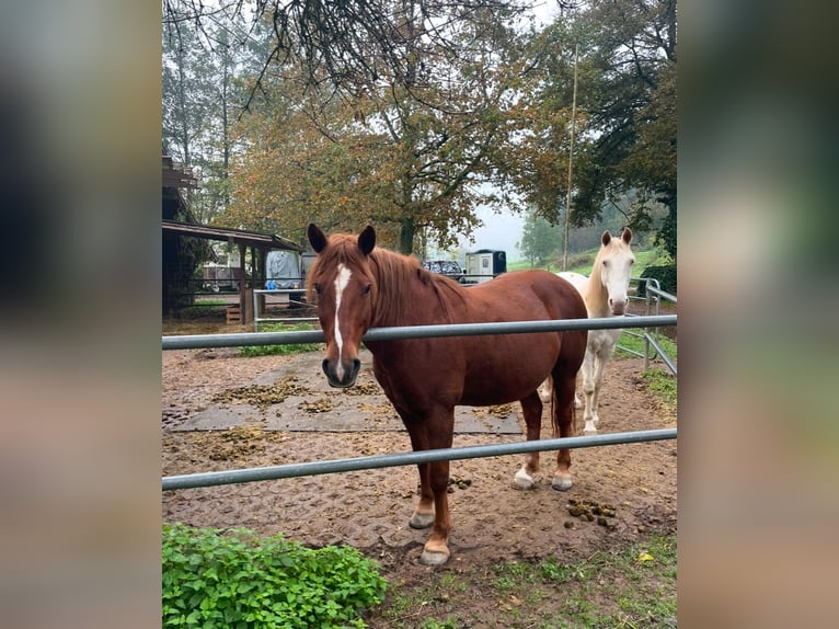 Franches-Montagnes Croisé Jument 11 Ans 156 cm Alezan in Winden im Elztal