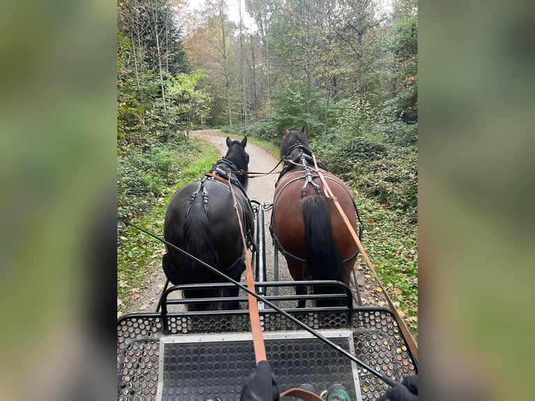 Franches-Montagnes Jument 11 Ans 165 cm Bai in Dietlikon