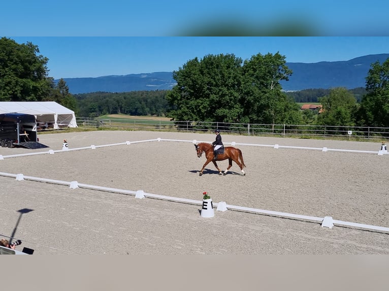 Franches-Montagnes Jument 11 Ans 167 cm Alezan in Stüsslingen