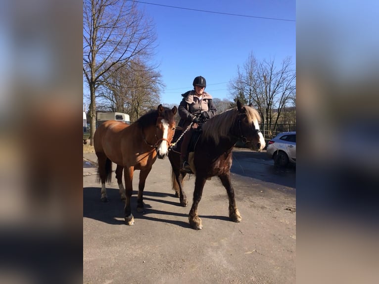 Franches-Montagnes Jument 12 Ans 157 cm Bai in Nümbrecht