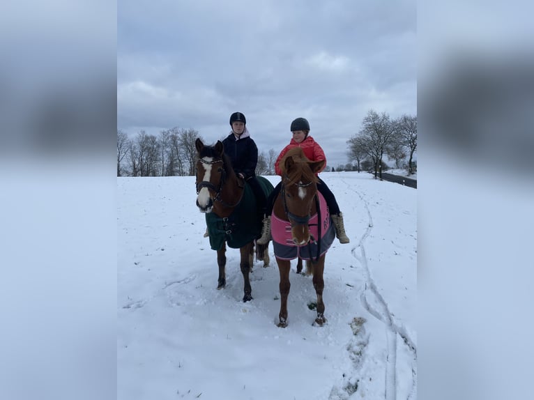 Franches-Montagnes Jument 12 Ans 157 cm Bai in Nümbrecht