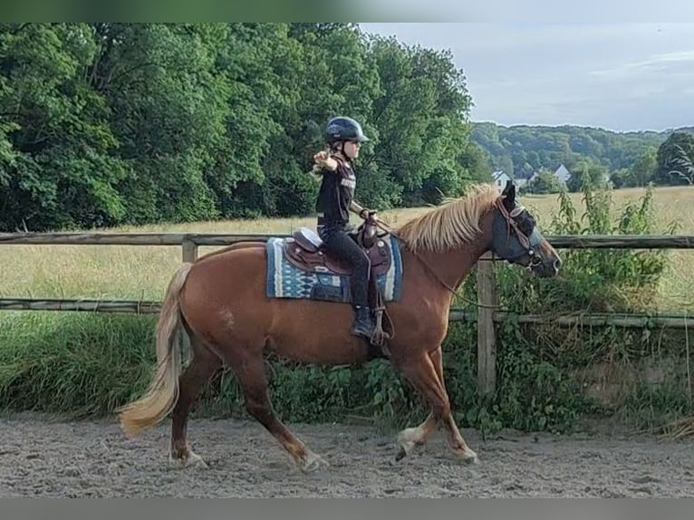 Franches-Montagnes Jument 12 Ans 158 cm Alezan in Biel-Benken BL