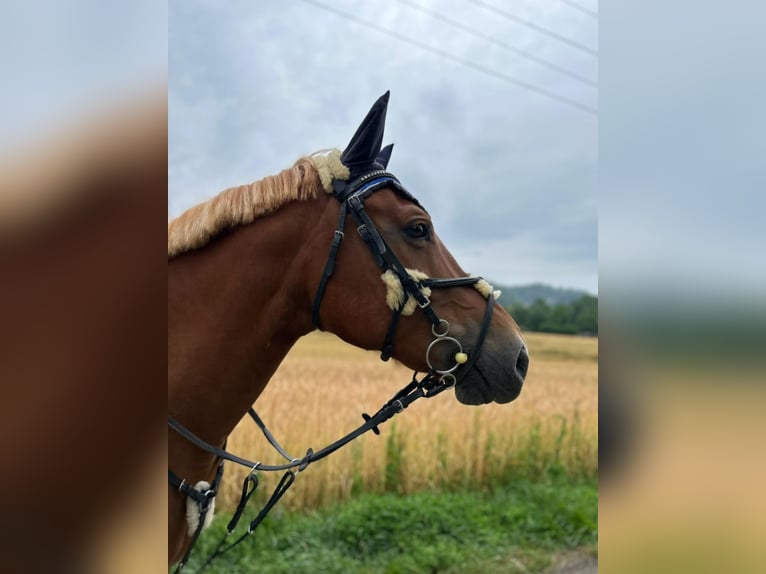 Franches-Montagnes Jument 12 Ans 158 cm Alezan in Biel-Benken BL