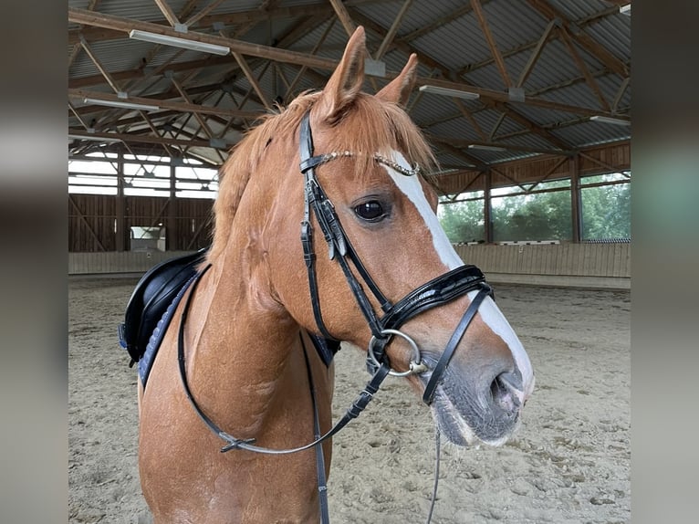 Franches-Montagnes Jument 12 Ans 158 cm Alezan in Ravensburg