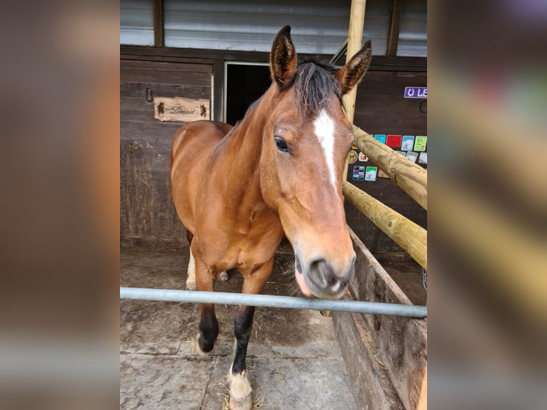 Franches-Montagnes Jument 13 Ans 158 cm Bai in Schöfflisdorf