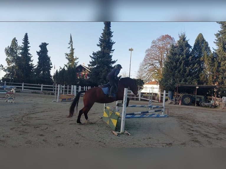 Franches-Montagnes Jument 13 Ans Bai in Niederhünigen