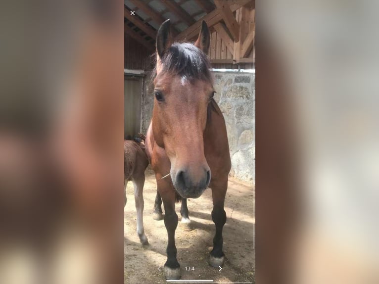 Franches-Montagnes Jument 14 Ans 150 cm  in Breitenfurt bei Wien