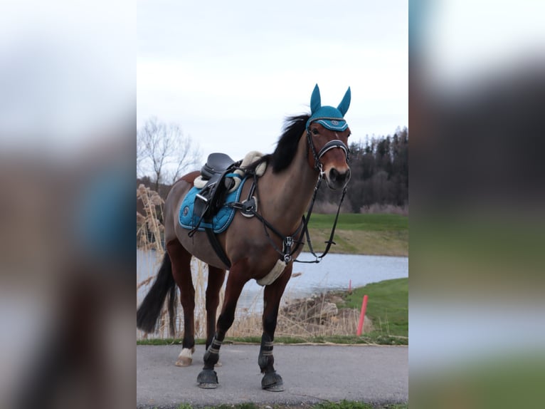 Franches-Montagnes Jument 15 Ans 140 cm Alezan in Bütschwil