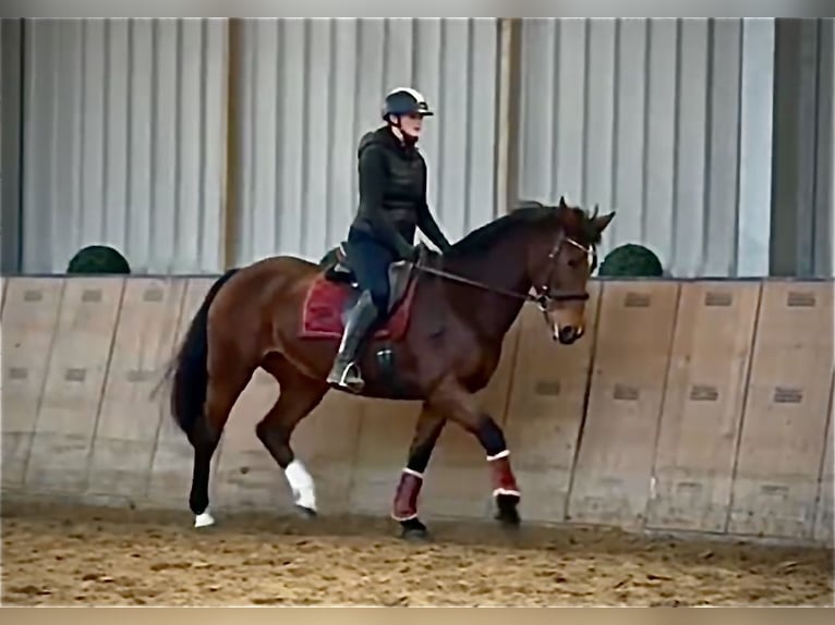 Franches-Montagnes Jument 15 Ans 157 cm Bai in Neustadt (Wied)