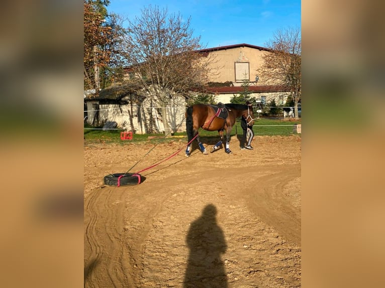 Franches-Montagnes Jument 15 Ans 162 cm Bai brun in Halberstadt
