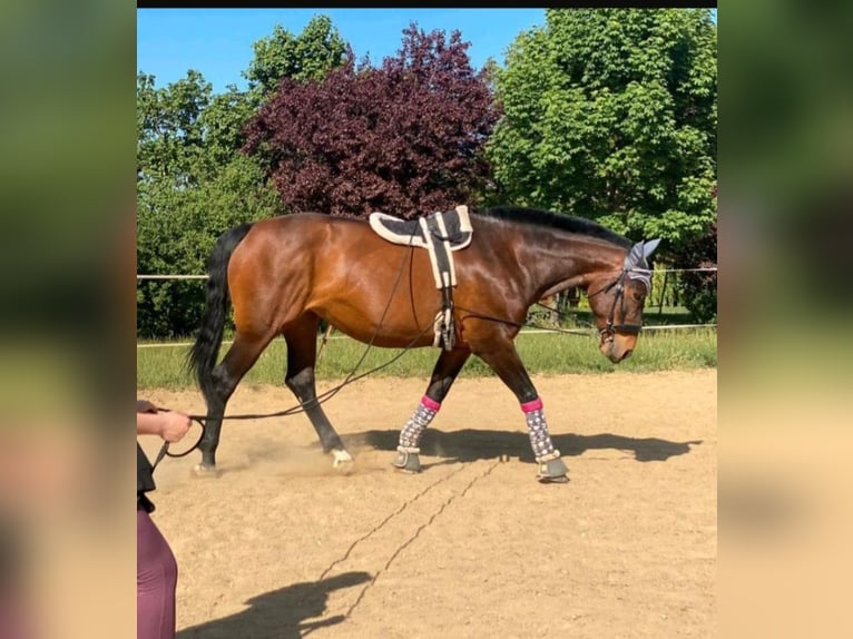 Franches-Montagnes Jument 15 Ans 162 cm Bai brun in Halberstadt
